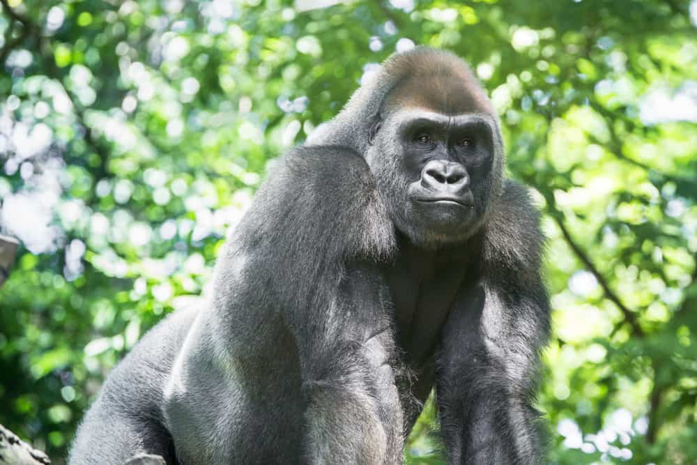 Mefou National Park